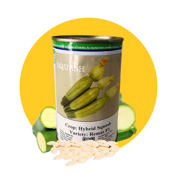 Hybrid Squash Seeds